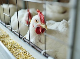 broiler chickens eat food close-up on a poultry farm. Food industrial production of chickens.