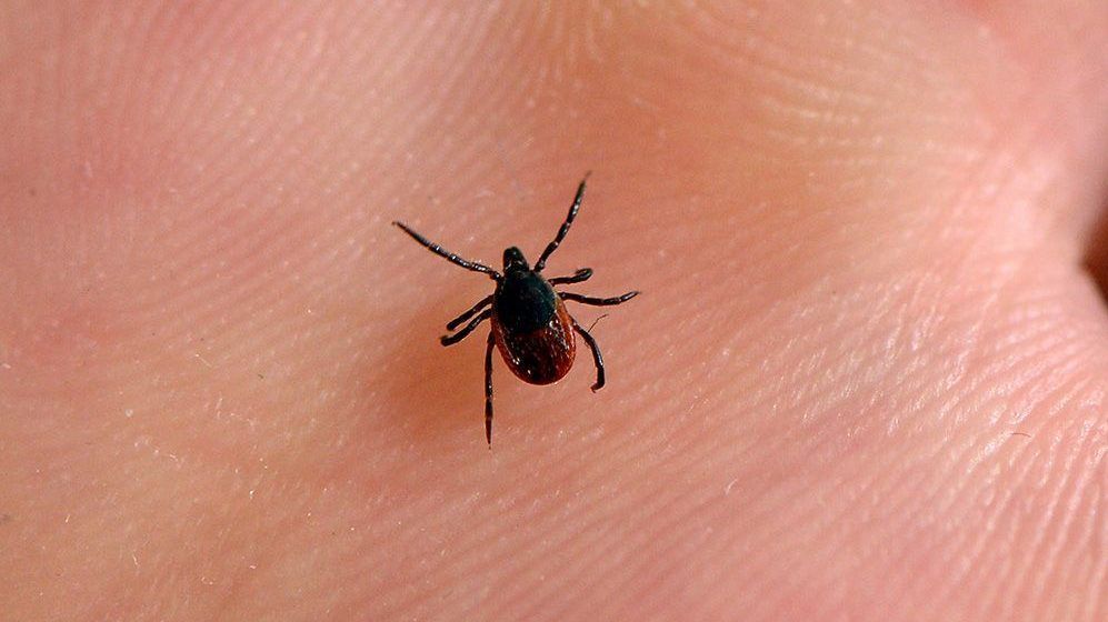 Picture of a tick on a persons hand. Close up of a tick.