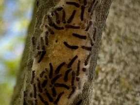 Gypsy Moth caterpillars are hitting some homes and woodlots in Quinte and the province is forecasting the spread of the invasive species could hit north Hastings around Bancroft severely this year. The tree pictured shows caterpillars on a tree owned by Steve Brawley of Quinte West. SUBMITTED
