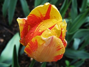 A spring tulip by Deron Staffen