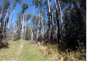 Waskesiu mountain biking on Blue Loop