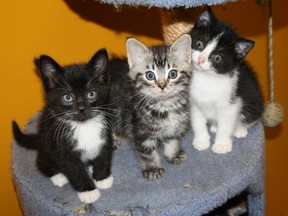three lil' kittens