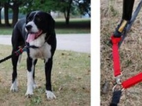 The DoggerJogger dog bike leash offers a hands-free exercise experience. DOGGERJOGGER photo