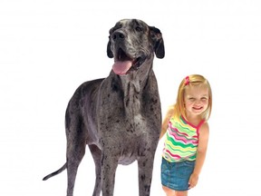 Morgan, the world's tallest female dog, is Pet Valu's ambassador for Pet Appreciation Month in April. PET VALU photo