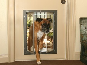 PlexiDor pet doors are designed  to provide safe and easy access in and out of your home for your pets. PLEXIDOR photo
