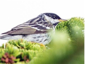 After more than two years of study, a University of Regina researcher is alarmed at what he has learned about the plight of the prairie songbird.
