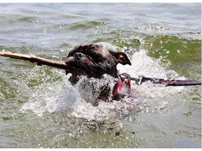 Bear, a three-year-old Boston terrier-pug mix, playing fetch and beating the summer heat. Ian MacAlpine/The Kingston Whig-Standard/Postmedia Network