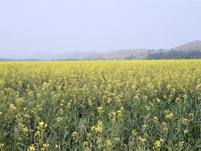 Canola in a field near Round Lake, SK, swelters in the sun.