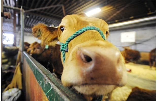 Anthrax Found In Sask. Cattle | Regina Leader Post