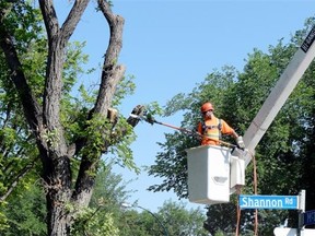 The city removes a tree infected with Dutch elm disease on Shannon Road.