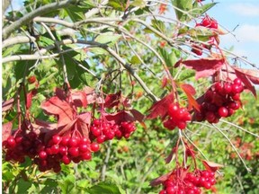 The community orchard at Indian Head helped the town win nationally at Communities in Bloom in 2015. Pictured are highbush cranberries. (Photo submitted by Ruth Anne Rudack)
