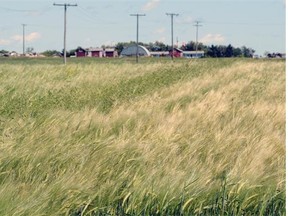 A crop starts to ripen north of Regina on Thursday. While recent rains have helped some crops, the majority remain in poor-to-good condition, the crop report said.  BRYAN SCHLOSSER/Leader-Post.