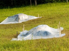 Dead cattle are tarped on the Haugerud  farm north of Melfort following an anthrax outbreak in 2006.   Richard Marjan/Saskatoon StarPhoenix