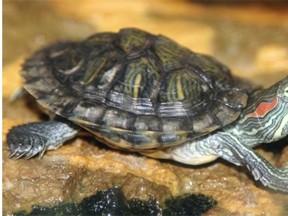 Just weeks after finding North America’s largest western painted turtle, biologists have discovered a turtle species in Regina’s Wascana marshes that may threaten the painted turtles’ natural habitat.