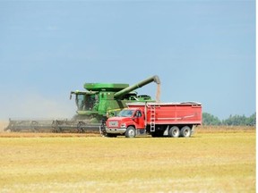 Farmer combining a lentil crop in a field north of Regina recently. Wheat and canola production are expected to drop in 2015 due to hot, dry conditions this growing season.