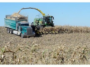 Farmers harvest feed corn in a field near Oungre Saskatchewan near the U.S. border Friday October 9, 2015.