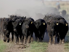 File — Angus cattle are pictured in this undated 2005 archive image.