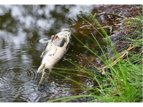 Fish in Regina’s Wascana Creek are suffocating due to low levels of oxygen in the water according to the provincial Water Security Agency who successfully rescued an estimated 600 to 800 fish this week, moving them from the bridge to§Wascana Lake where oxygen levels are higher. Photo taken in Regina on June 24, 2015.