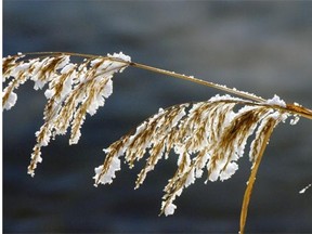 Frost-encrusted weeds in Qu’Appelle Valley in this 2011 file shot. Reports of  frost over the weekend has some farmers checking their crops for damage.