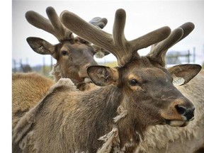 James Patrick Boyer of Vancouver, Wash., admits that a bull elk was illegally shot outside his hunt farm near Bethune and then illegally transported to British Columbia.