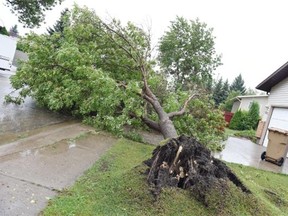 A large tree was uprooted on the front lawn of Mark Bin's home on Devonshire Drive in Regina on Tuesday. (DON HEALY/Regina, Leader-Post)