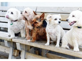 (left to right) CoCo, Lucy, 2Kay, Chocolate and MoJo at Just Us Dogs Day Care in Regina on August 24, 2015.