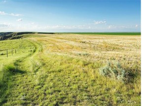 A narrow buffer strip of native prairie borders a crop in Great Sand Hills, west of Leader. Near-drought conditions in the western part of grainbelt are causing a shortage of feed for livestock producers. (Courtesy Branimir Gjetvaj.)