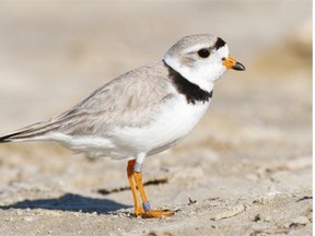 Nature Saskatchewan is warning people to watch for Piping Plovers, an endangered bird species, on beaches as the birds prepare for their fall migration period.