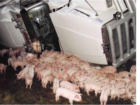Some of the 400 piglets that escaped onto the Trans-Canada Highway east of Wolseley on Monday night, after the driver of the truck they were in swerved to avoid a moose.