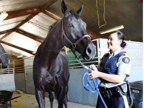 RCMP Const. Stephanie Caron with Comet in the barns at the Queen City Ex grounds in Regina on July 30, 2015.