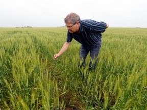 Regina-area farmer Bill Gehl checking out in his field. Drought conditions in parts of Western Canada have caused some banks to offer relief programs.   BRYAN SCHLOSSER/Leader-Post.