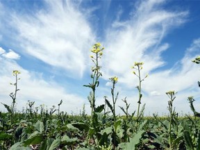 Canola growing in a farmers field south of Condie on June 24, 2015.