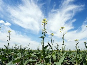 Canola growing in a farmers field south of Condie in late June.  Crop yields are expected to be down due to the drought conditions in the western part of the grainbelt.