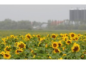 A sunflower crop brightens a dreary sky east of Regina August 6, 2015.