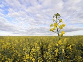 A canola field just west of Regina on August 8, 2013.