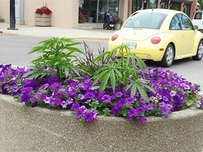 A suspected cannabis plant was found in a downtown Swift Current flower planter.