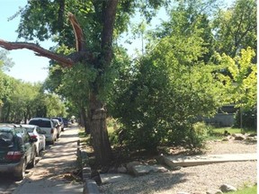 Trees were down across Regina after Tuesday night’s storm.