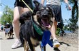 Wilson walks during the 24th Annual Regina Humane Society Dog Jog on Sunday. A rescue dog, Wilson had a gun shot wound to his face, and has since recovered. His owner Melissa Blackhurst was with him.