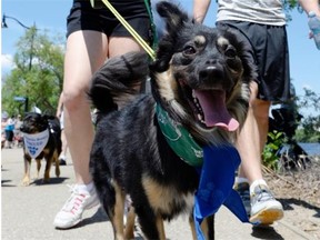 Wilson walks during the 24th Annual Regina Humane Society Dog Jog on Sunday. A rescue dog, Wilson had a gun shot wound to his face, and has since recovered. His owner Melissa Blackhurst was with him.