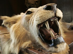 A lion's head and skin from an East African safari expedition donated to The Explorers Club sometime between 1908 and 1910 by former U.S. president, big game hunter, conservationist and adventurer Theodore Roosevelt.