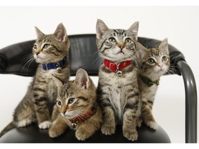 Regina Cat Rescue's Politicats Stephen (left), Thomas, Justin, and Elizabeth in Regina on October 5, 2015.