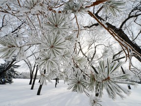 Evergreen needles in Wascana Centre in Regina on Feb. 15, 2013.