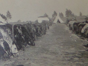 REGINA, SK : Nov. 9, 2015 -- A line of horses awaits their riders at what's believed to be Camp Petawawa, near Ottawa in about 1916. (Photo: William John Brake Collection 2via Wayne MacDonald)