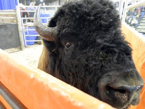 REGINA, SK -- Bison were up for auction at the show and sale at Canadian Western Agribition in Regina on Tuesday.