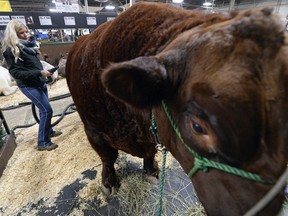 Natalie Walker, of Bender Shorthorns, grooms a 2,500lbs 2-year-old short horn bull at the Canadian Western Agribition in Regina on Wednesday.