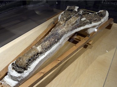 "Big Bert" was a six-metre, 92-million-year-old crocodile discovered in 1991 along the banks of the Carrot River. A scar on his snout is likely the result of a fight with another crocodile.