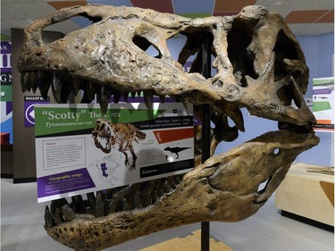 "Scotty" the Tyrannosaurus rex lived in Saskatchewan about 65 million years ago when the area was covered in forests. He was discovered in 1991 in the Frenchman River Valley near Eastend.