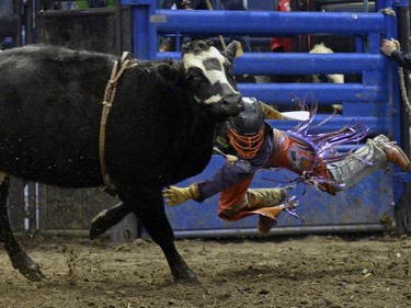 Chanse Switzer, of Hazenmore, can't hang on to his ride in the Junior steer riding event during the second night of the Canadian Cowboys Association Finals Rodeo at Canadian Western Agribition November 25, 2015.