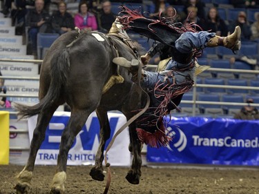 Tate Hartell can't hang on in the bareback event during the second night of the Canadian Cowboys Association Finals Rodeo at Canadian Western Agribition November 25, 2015.
