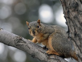 Squirrels have been blamed for recent power outages in Regina.